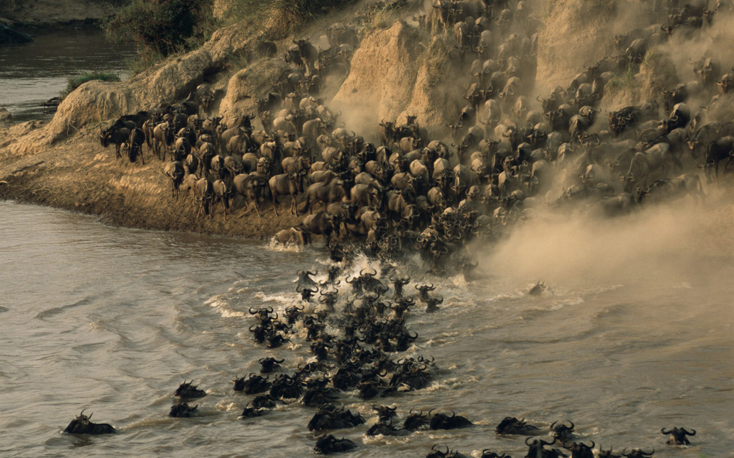 Wildebeest Migration