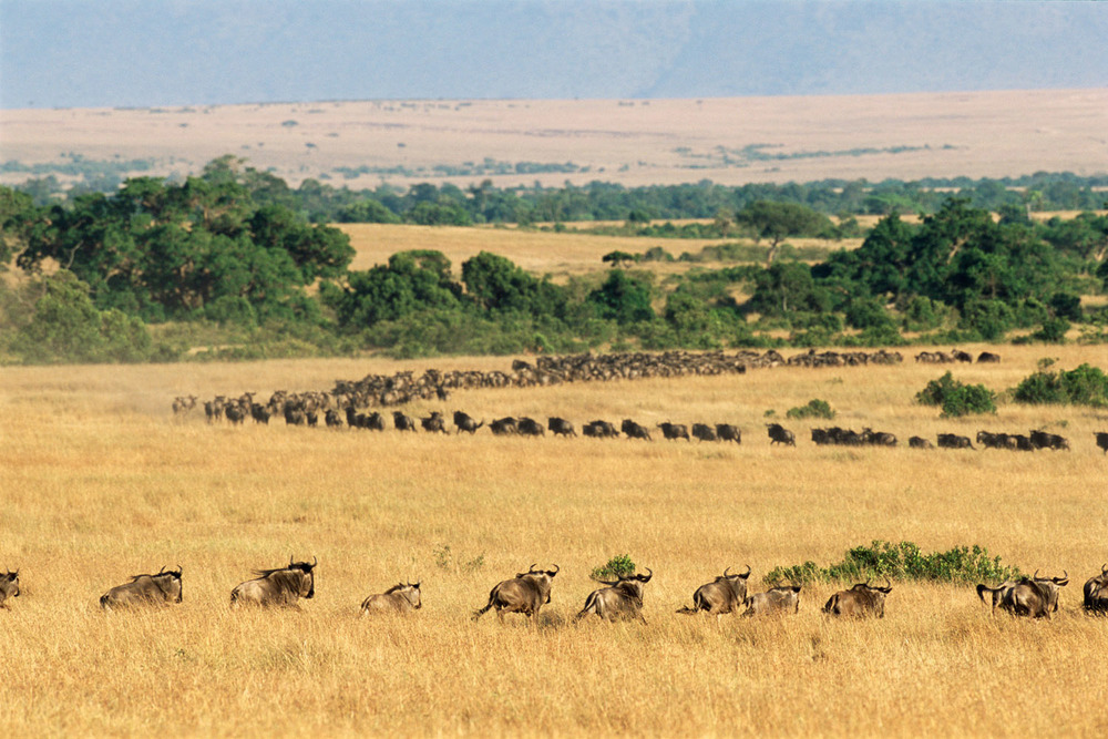 Wildebeest Migration