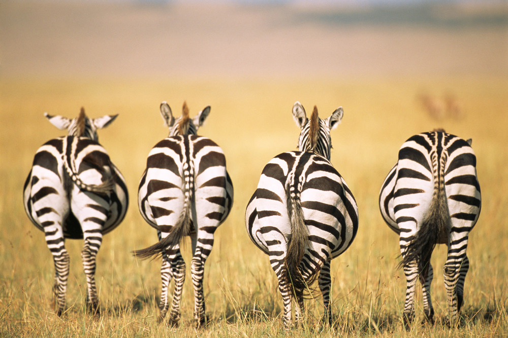 Zebra Butts